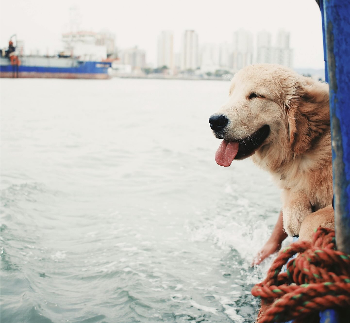 Top Tips for Boating with Pets thumbnail